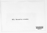 Marasmius oreades image